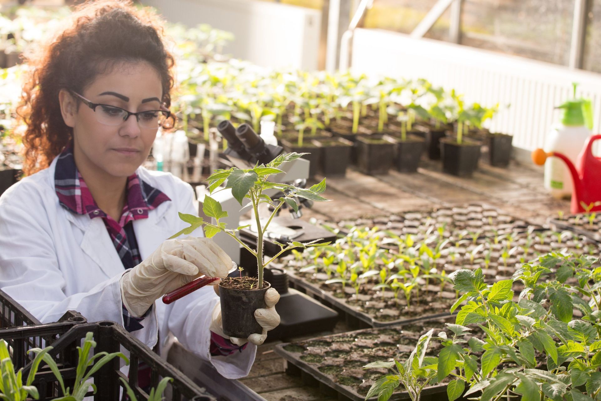 Scientist in a lab coat examining a plant in a greenhouse with seedling trays.