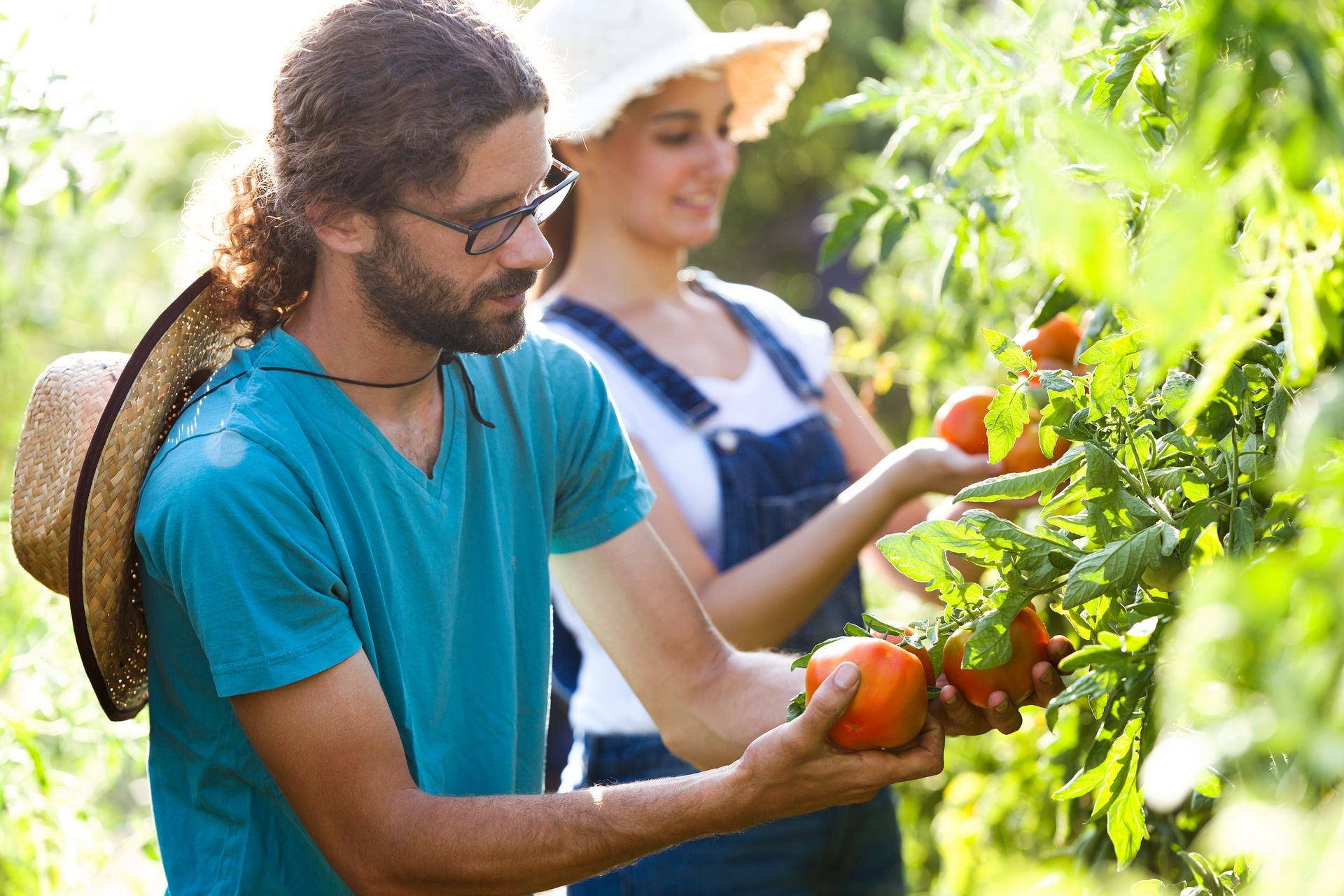 Shot of horticulturist young couple harvesting fresh tomatoes and taking care the garden.