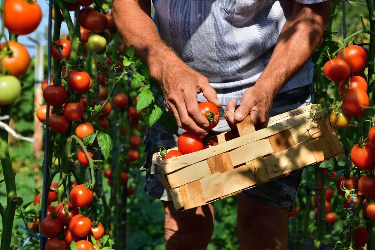  farmer collects tomato crops 