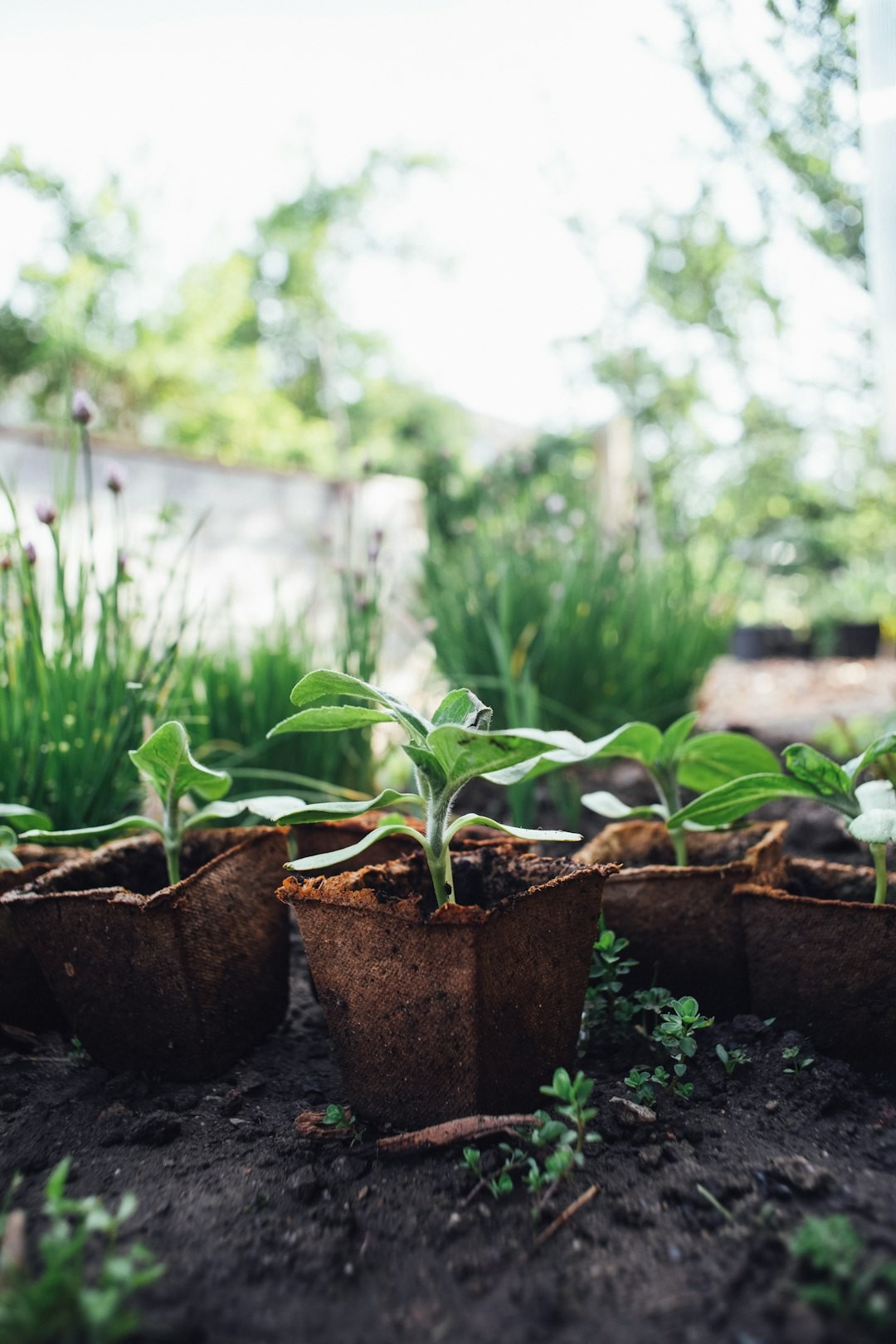 Vegan urban gardening – self support supply – raising tomatoes old crop. Made with analog vintage lens, Leica Elmarit-R 2.8 28mm (Year: 1977) 